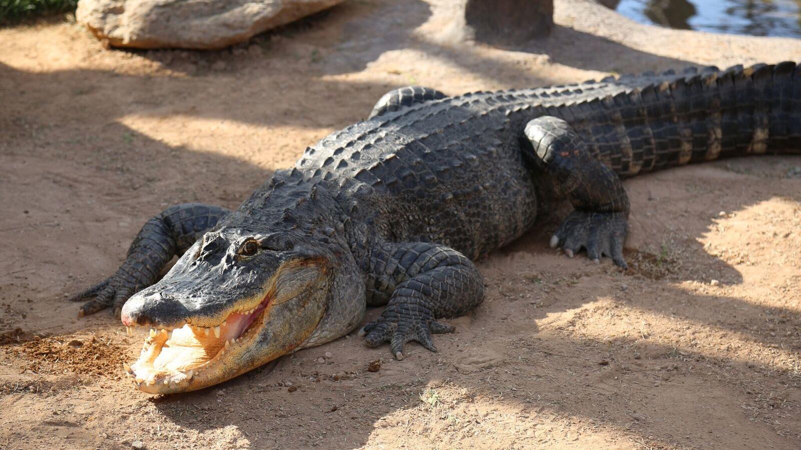 American alligator newest addition to Tucson's Reid Park Zoo